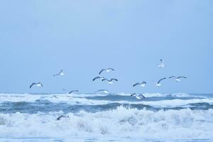 Herde von Möwen fliegend Über groß Wellen auf Nord Meer foto