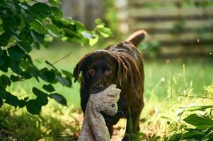 Hund Tragen Plüsch Spielzeug foto