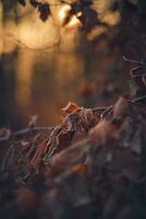 alt trocken Blätter auf Baum im Winter foto