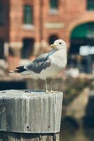 Möwe Stehen auf Pole im Hamburg foto