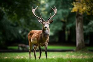 ai generiert Wald Hirsch Clip Art foto