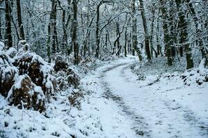 nach das Schnee hat gefallen auf ein Berg Fahrrad durch das Fischbeker heide Natur Reservieren in der Nähe von Hamburg foto