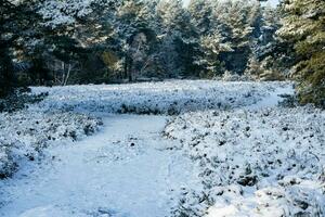 nach das Schnee hat gefallen auf ein Berg Fahrrad durch das Fischbeker heide Natur Reservieren in der Nähe von Hamburg foto