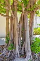 großer tropischer Baum in Playa del Carmen, Mexiko foto