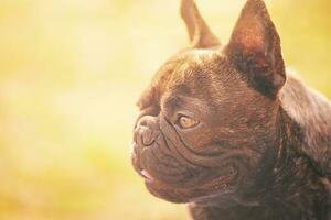 Profil von ein Französisch Bulldogge auf ein sonnig Tag. Porträt von ein jung gestromt Hund. foto