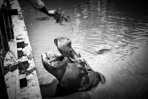 schwarz und Weiß Foto von ein Nilpferd im das See