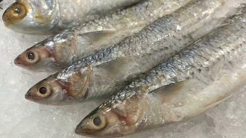 frisch Fisch im das Supermarkt bereit zu Kaufen foto