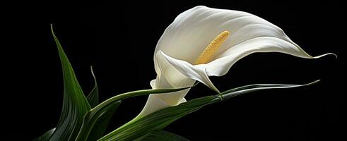 ai generiert ein Weiß Calla Lilie angezeigt ein schwarz Hintergrund foto