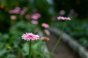 Gerbera Blume mit dunkel Grün Hintergrund foto