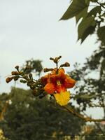 Bignonia capreolata ist ein Ranke häufig verwiesen zu wie Crossvine.2 foto