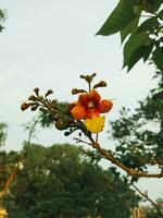 Bignonia capreolata ist ein Ranke häufig verwiesen zu wie Crossvine.2 foto