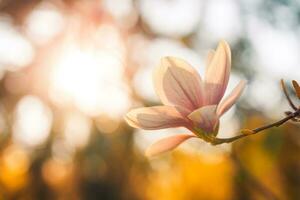 perfekt romantisch Pastell- farbig Natur Hintergrund zum Frühling oder Sommer- Hintergrund. Rosa Magnolie Blumen und Sanft Blau Himmel wie entspannend launisch Nahansicht foto