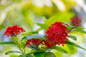 schön ixora Blumen auf verschwommen tropisch Garten üppig Laub. entspannend Farben, Morgen Nahansicht Blühen tropisch exotisch Blumen- Muster. Blühen Blütenblätter von dekorativ Blumen im das Sommer- Garten foto