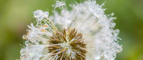 Makro Bild von Löwenzahn mit Morgen Tau, Regentropfen, natürlich Blau Grün verschwommen Frühling Hintergrund, selektiv Fokus. Ruhe inspirieren Regen Tropfen, Nahansicht Löwenzahn, schön Natur Hintergrund foto