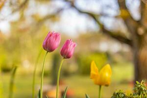 Nahansicht Frühling Natur Landschaft. bunt Rosa Tulpen Blühen unter Sonnenlicht auf Sommer- verschwommen Hintergrund. romantisch Blühen Tulpen im Garten verschwommen Hintergrund mit Bäume unter Sanft Sonnenlicht foto