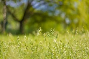 schön schließen oben Ökologie Natur Landschaft mit Wiese. abstrakt Gras Hintergrund. foto