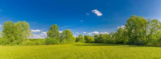 Panorama- bunt Wiese Gras Feld. schön hell Landschaft von Gras Feld und Grün Umfeld. foto