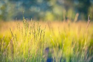 schön schließen oben Ökologie Natur Landschaft mit Wiese. abstrakt Gras Hintergrund. foto