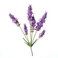 ai generiert Single Lavendel Blume isoliert auf Weiß foto