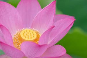 eine rosa Lotusblume auf einem grünen Lotusblatthintergrund foto