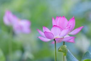 es gibt viele rosa Lotusblumen im Lotusteich foto