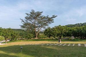 hohe Bäume mit seltsamen Blicken im Park foto