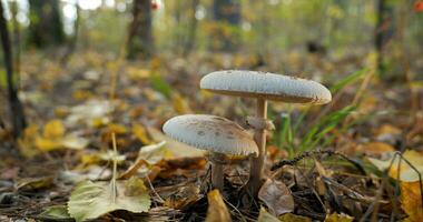 das Sonnenschirm Pilz im das Wald im Herbst Jahreszeit. Macrolepiota Procera, Nahansicht foto