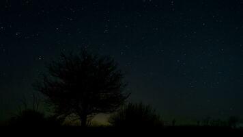 Sterne im das Nacht Himmel über das Baum foto