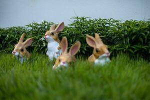 Kaninchen im Gras foto