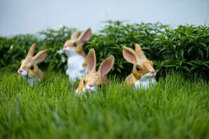 Kaninchen im Gras foto