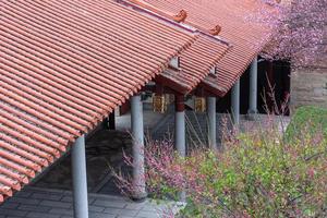 die rosa Pflaumenblüten in buddhistischen Tempeln sind geöffnet foto