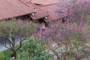 die rosa Pflaumenblüten in buddhistischen Tempeln sind geöffnet foto