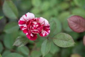 die roten Rosen stehen im Garten des Parks vor dem grünen Hintergrund foto