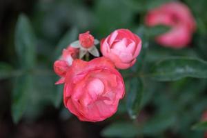 rosa Rosen auf grünem Hintergrund foto