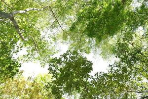 Hintergrund Bild im Grün Holz im das regnerisch Jahreszeit foto