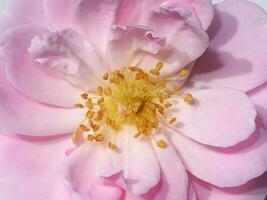 schließen oben Pollen von Rosa Rose Blume. foto