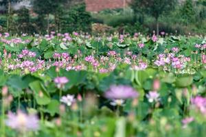 rosa Lotus und grüne Lotusblätter im Lotusteich auf dem Land foto