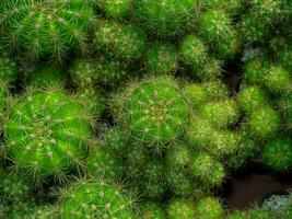 oben Aussicht von Grün Kaktus mit Dornen Hintergrund. foto