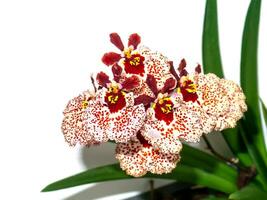 schließen oben Oncidium Orchidee Blume auf Weiß Hintergrund. foto