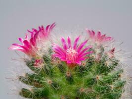 schließen oben von Kaktus Pflanze mit klein Blume. foto