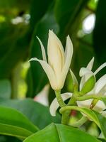 schließen oben Weiß Chempaka Blume auf Baum mit Blatt Hintergrund. foto