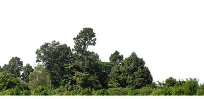 ein Gruppe von Reich Grün Bäume hoch Auflösung auf Weiß Hintergrund. foto