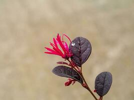 schließen oben Chinesisch Franse Blume, Chinesisch Hexe Hasel oder Loropetalum mit Blatt auf verwischen Hintergrund. foto