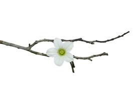 schließen oben Weiß Efeu Kürbis Blume mit Baum Geäst auf Weiß Hintergrund. foto