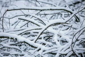 ein Menge von Schnee bedeckt das Protokolle. im das Winter Wald während Tageszeit, Sanft Fokus. foto