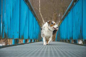 ängstlich Ausdruck von ein australisch Schäfer Hündchen Gehen über ein undicht Brücke. das Mangel von Selbstvertrauen von ein Hund. Handhabung ein kritisch Moment foto