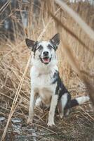 Porträt von ein schwarz und Weiß sibirisch heiser ist Sitzung im das Feld. posieren das Hund zum das Kamera. stolz Eigentümer. Ostrava, Tschechisch Republik foto