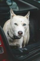 Weiß sibirisch heiser warten im das Kofferraum von das Auto zum Ein weiterer großartig Ausflug mit seine Eigentümer. Reisen mit ein Hund foto