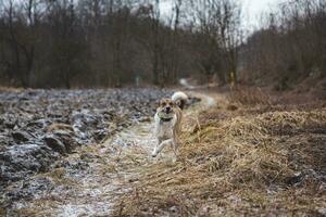 Porträt von ein Weiß und braun Hund Laufen außen. Laufen im das wild komisch Ansichten von vierbeinig Haustiere foto