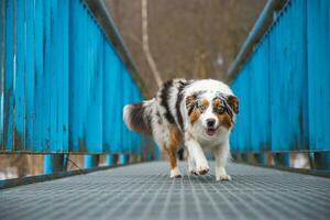 ängstlich Ausdruck von ein australisch Schäfer Hündchen Gehen über ein undicht Brücke. das Mangel von Selbstvertrauen von ein Hund. Handhabung ein kritisch Moment foto